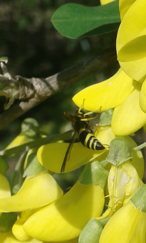 Ancistrocerus sp. o altro genere?